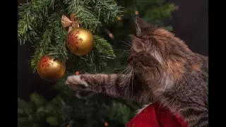 Happy New Year - Free Background Music For Youtube Videos No Copyright Download for content creators