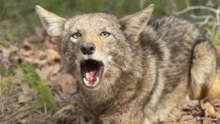 Coyote Trapping SPRING/SUMMER, what baits/lures I use to help prevent bugs/ rolling