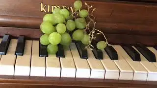 Grape Daily (DAY 1181)