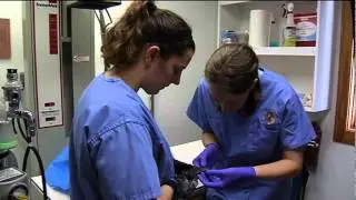 White Nose Syndrome Bats Virginia Wildlife Center package reel