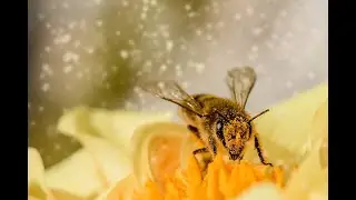 pollination: insect vs wind