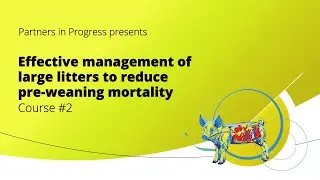 Effective management of large litters to reduce pre weaning mortality
