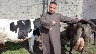 سلالات الابقار العشار والحلاب  فى مزرعه التاجر الفصيح