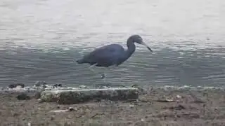 A Gar&ccedil;a-Azul (Egretta caerulea)