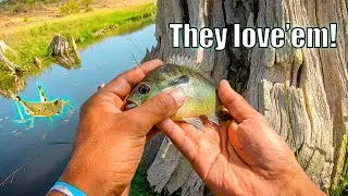 Summer Creek Fishing with Grasshoppers!