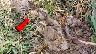 Crested Lark babies diving off from nest to grab food from mother @BirdPlusNature