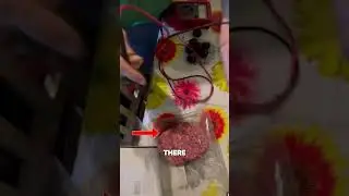 Fruits vs Meat 🍎🥩
