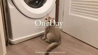 Laundry cat | Curious cat loves laundry day | 好奇貓愛洗衣機 #laundrycat #laundry