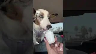 Dogs eyes go crazy for puppachino🍦😂          🎥: Luvluna212 via Collab