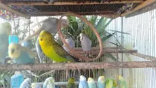 😂 Budgie Comedy Clip &ndash; Tiny Clown Birds 🤡🦜
