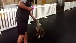 Levi Lasner, Pit Bull obedience, Dog Training Charlotte North Carolina