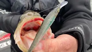 Table Rock/Stockton/Grand/Bull Shoals Fishing Report...1/31/21