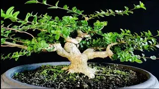 PRUNING BONSAI SANCANG (PREMNA MICROPYLLA)
