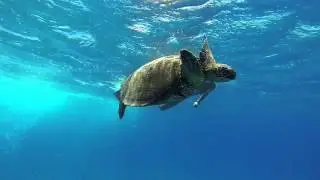 Wild Hawaii #goprogirl