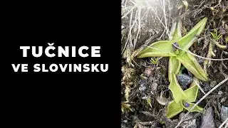 Tučnice ve Slovinsku