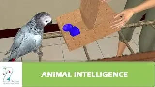 ANIMAL INTELLIGENCE