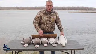 Duckology with Dr. Frank &mdash;  Snow Goose Color