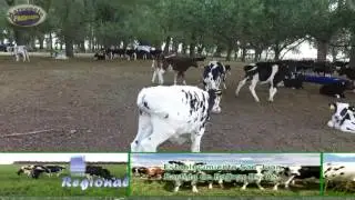Lecheria Establecimiento San Juan - Bol&iacute;var,  Sistema de Guachera y Recria uino y dos