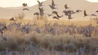 Migrating with the Sandhill Cranes