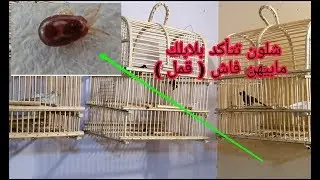 بخطوه بسيطه شلون تعرف البلبل بيه فاش ( قمل )  وشلون تعالجه