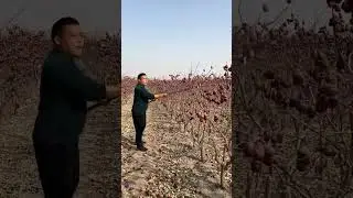 Red Date Harvesting Made Simple 🌿 | Traditional Farming Method