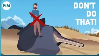 Why dead Whales are so dangerous