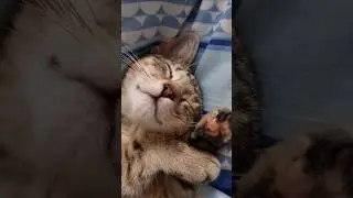 Is it called sleeping beauty? #cat #short #catlover