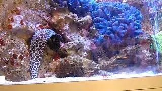 Кормление пятнистой мурены (Gymnothorax favagineus) в зоомагазине
