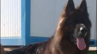 GHOST BEST GERMAN SHEAPERD
