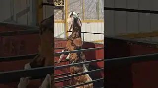 top quality adant gujari male 55 kg #animals #shorts #videos #youtube