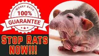 Do This to GET RID OF RATS  - Real Experts Guarantee Your Rat Infestation is Gone.