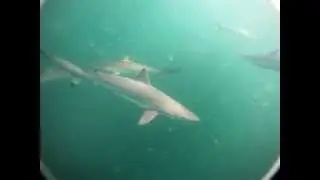 Spinner Sharks - Lots!