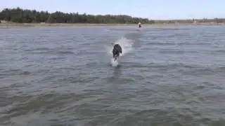 Superbird the greyhound running in water