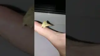 #viralshorts #insects Forest moth is washing 🦋🌊