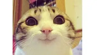 SMILING CATS - Funny Cats Compilation