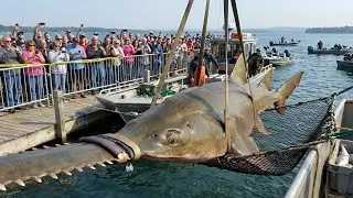 Sawfish Landing &mdash; Giant &ldquo;Saw-Snout&rdquo; Caught & Revealed at the Dock