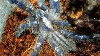 Poecilotheria metallica a.k.a Gooty Sapphire Ornamental