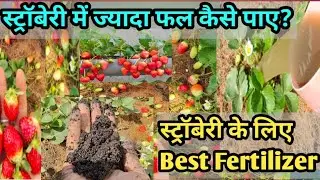 Best Fertilizer for Strawberry.How to Grow Strawberry plant.Fast plant growth fertilizer #viralvideo