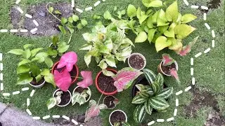 Our plant collection replenished by rain | We Create and Grow