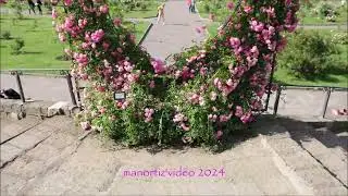 Dorothy Perkins (Rambling Rose) , Municipal Rose Garden in Rome -  Roseto  di Roma @manortiz46az