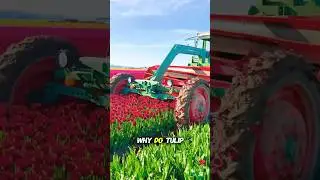 Вы когда-нибудь задумывались, как собирают тюльпаны? #знания #факты