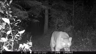 say hello to my little friend, mittens the cougar
