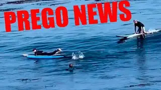 FOCA ATACA SURFISTA - PREGO NEWS