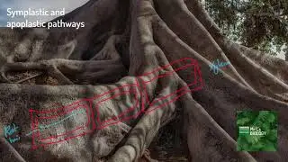 Apoplastic and Symplastic Pathways (A Level Biology)