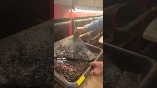 Let&rsquo;s check on the worm breeder bins! #wormfarm #worms #wormcomposter #vermiculture #gardening