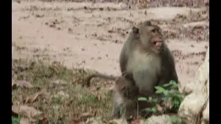 Bon Monkey And  Amari Monkey Group/Maz..73..Amber Monkey