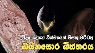 විද්&zwj;යාඥයන් පවා පුදුම කල පොසිල බිත්තරය | Well preserved dinosaur embryo found in fossilized egg