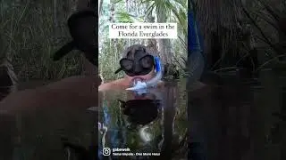Come for a swim in the Florida Everglades.