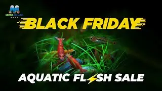 Black Friday Aquatic Flash Sale!