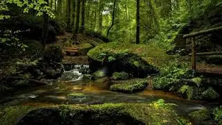 Relaxing Pond scene / Nature View Pond / Meditation